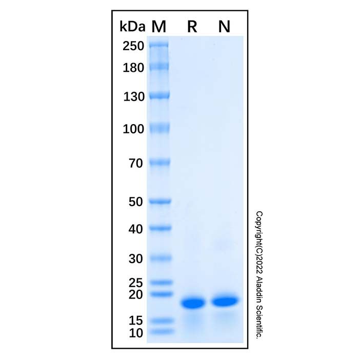 Recombinant Human RPS18 Rrotein -    rp192220 by Aladdin Scientific