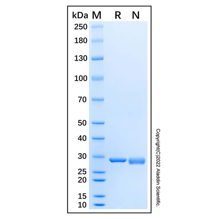 Recombinant Human RPS4X Protein -    by Aladdin Scientific