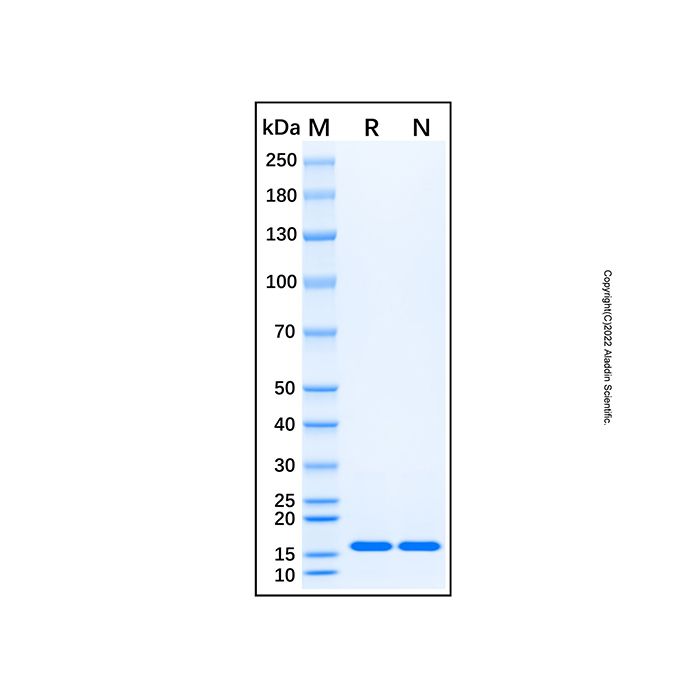 Recombinant Human RUNX3 Protein -    by Aladdin Scientific