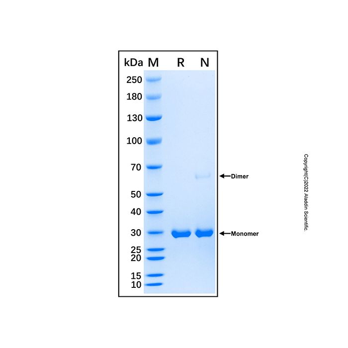 Recombinant Human SPIN1 Protein -    by Aladdin Scientific