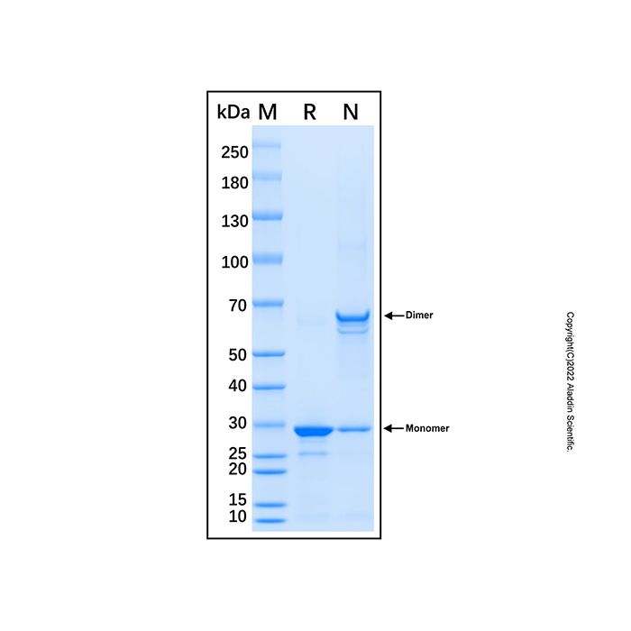 Recombinant Human COPS7A Protein  -    rp192259 by Aladdin Scientific