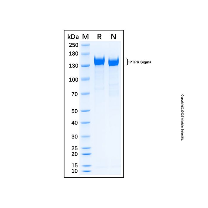 Recombinant Human PTPR sigma Protein -    by Aladdin Scientific