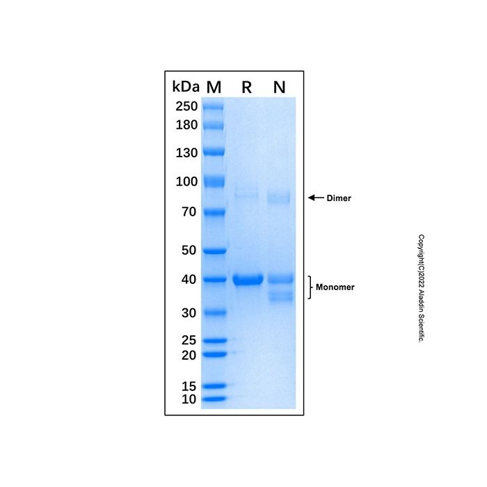 Recombinant Human c-Jun Protein -    by Aladdin Scientific