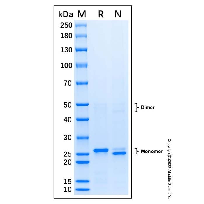 Recombinant Human CDX2 Protein -    by Aladdin Scientific