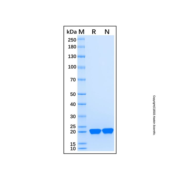 Recombinant Human Pax5/BSAP Protein -    by Aladdin Scientific