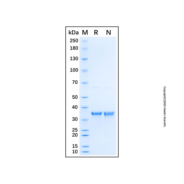 Recombinant Human APE1 Protein -    by Aladdin Scientific
