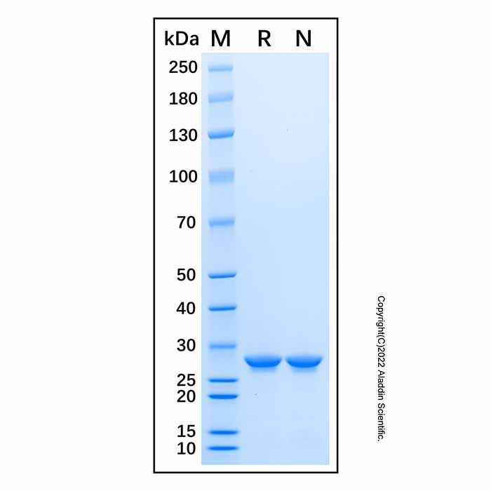 Recombinant Human FAK Protein -    by Aladdin Scientific