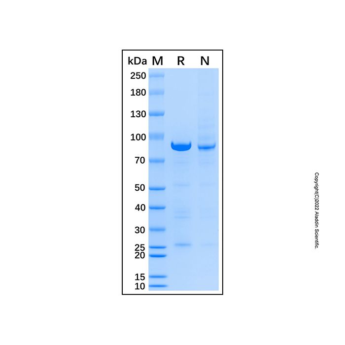 Recombinant Rat PSD95/Dlg4 Protein -    by Aladdin Scientific