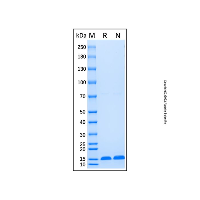 Recombinant Human ABCB1 Protein -    by Aladdin Scientific