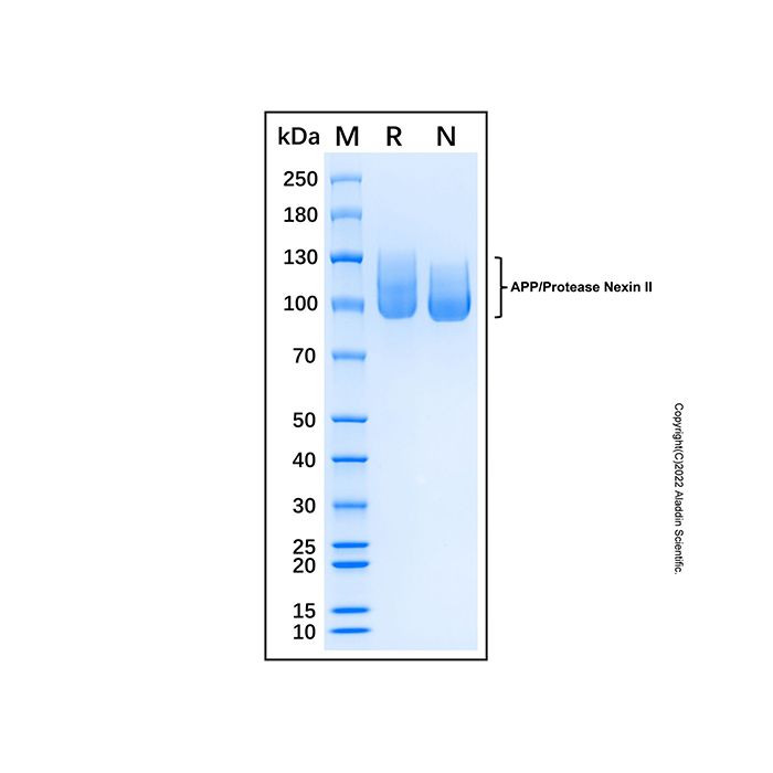Recombinant Human APP/Protease Nexin II Protein -    by Aladdin Scientific
