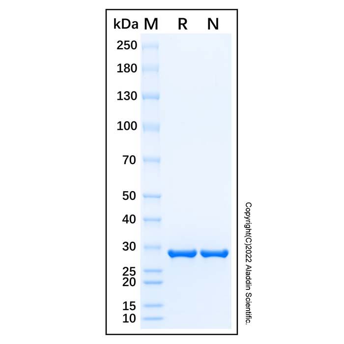 Recombinant Human NMDAR1 Protein  -    by Aladdin Scientific