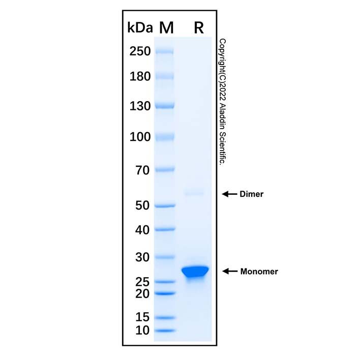 Recombinant Human JAK2 Protein -    by Aladdin Scientific
