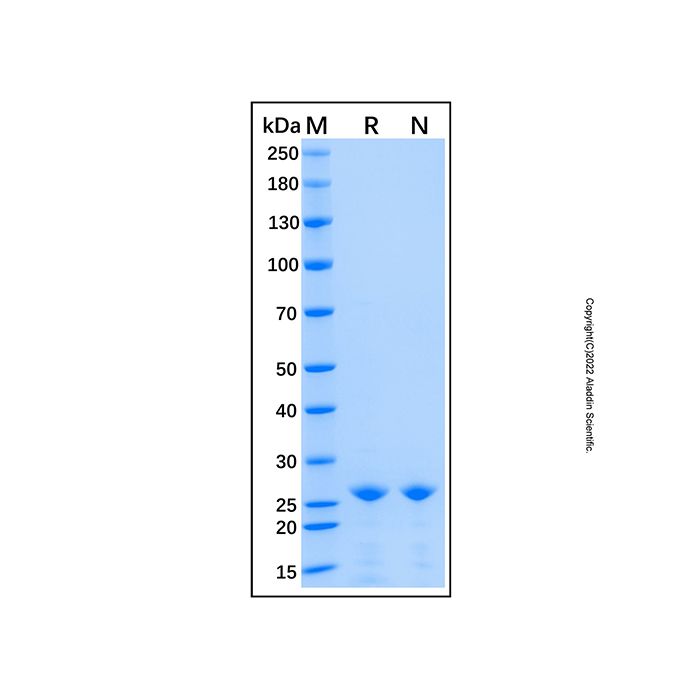 Recombinant Human SP1 Protein -    by Aladdin Scientific