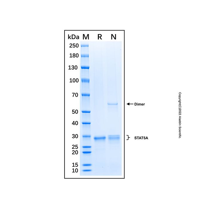 Recombinant Human  STAT5A  Protein -    by Aladdin Scientific