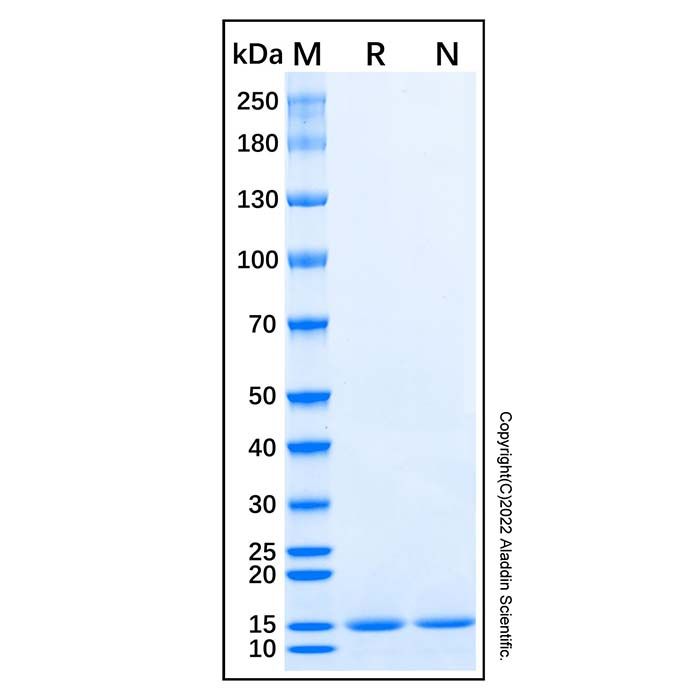Recombinant Human APP-1 Protein -    by Aladdin Scientific