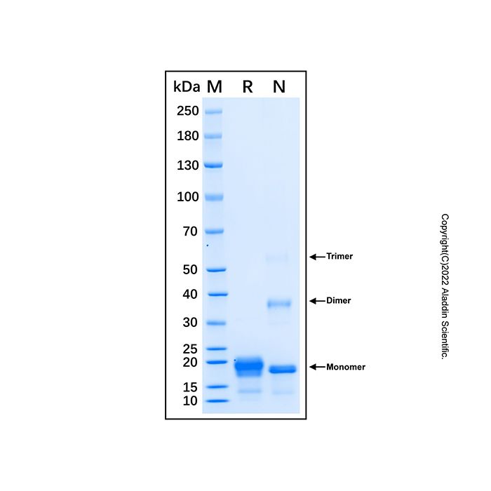 Recombinant Human EMR1 Protein -    by Aladdin Scientific