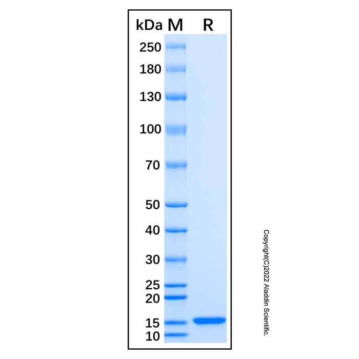 Recombinant Human CFTR Protein -    by Aladdin Scientific