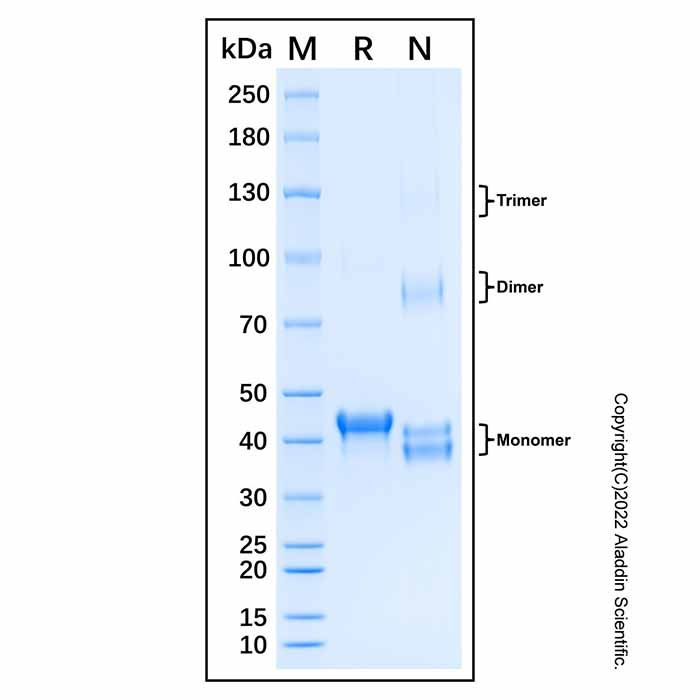 Recombinant Human SMAD2 Protein -    by Aladdin Scientific