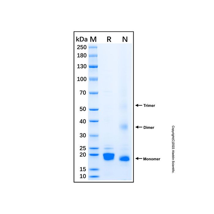 Recombinant Human Glutathione Peroxidase 4 Protein -    by Aladdin Scientific