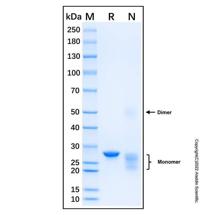 Recombinant Human 14-3-3 tau/theta Protein -    by Aladdin Scientific