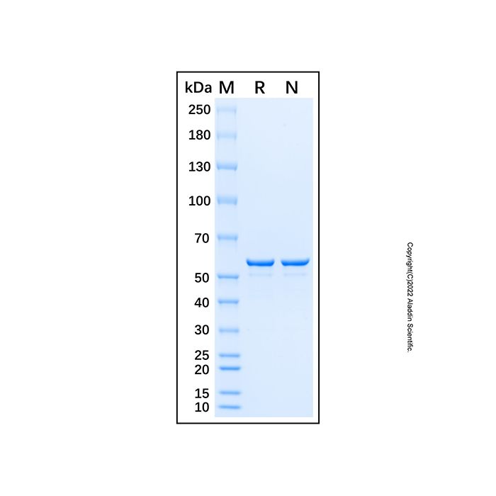Recombinant Human TCF3/E2A Protein  -    by Aladdin Scientific