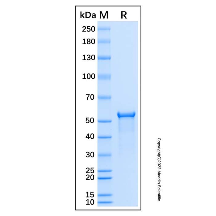 Recombinant Human FZR1 Protein -    by Aladdin Scientific