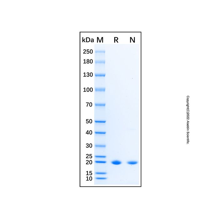 Recombinant Mouse BID Protein -    by Aladdin Scientific