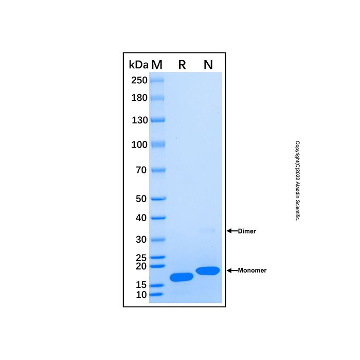 Recombinant Human Pleiotrophin/PTN Protein -    by Aladdin Scientific
