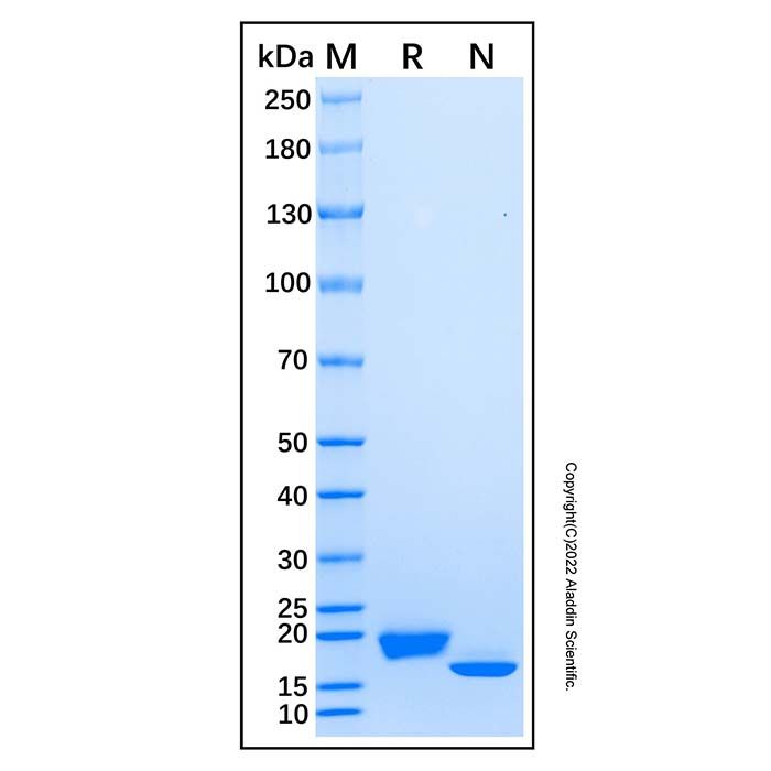 Recombinant Human IFN-alpha 4/IFNA4 Protein -    by Aladdin Scientific