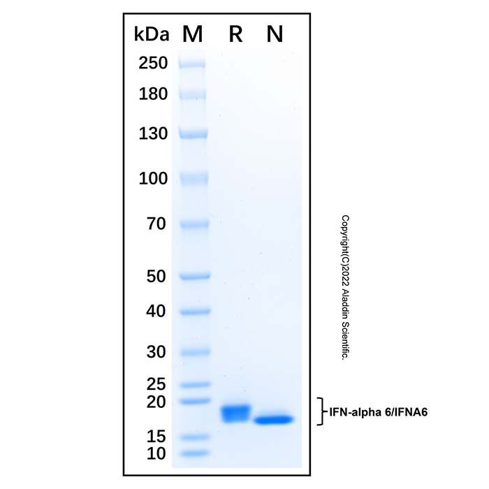 Recombinant Human IFN-alpha 6/IFNA6 Protein  -    by Aladdin Scientific