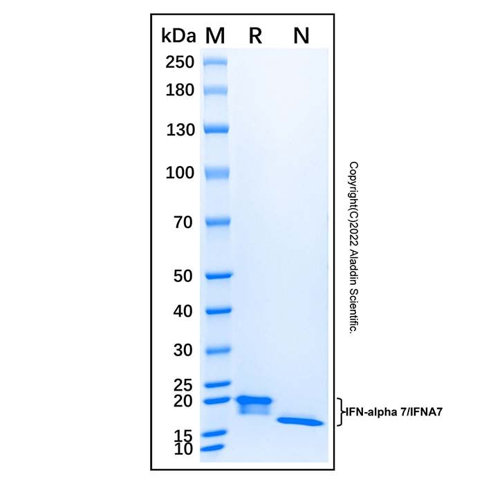 Recombinant Human IFN-alpha 7/IFNA7 Protein -    by Aladdin Scientific
