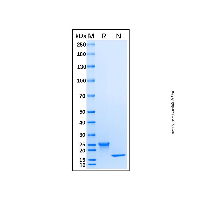 Recombinant Human IFN-alpha B2/IFNA8 Protein -    by Aladdin Scientific