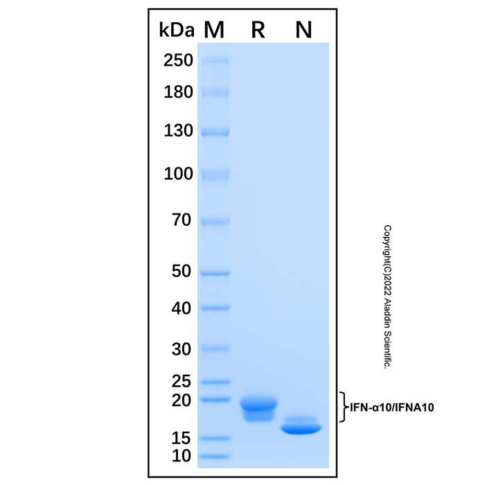 Recombinant Human IFN-α10/IFNA10 Protein -    by Aladdin Scientific
