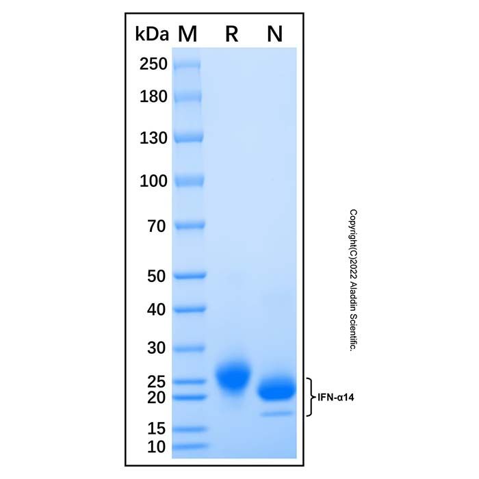 Recombinant Human IFN-alpha H2/IFNA14 Protein -    by Aladdin Scientific