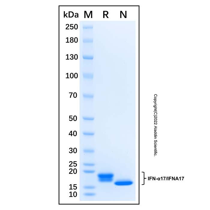 Recombinant Human IFN-alpha I/IFN17 Protein  -    by Aladdin Scientific