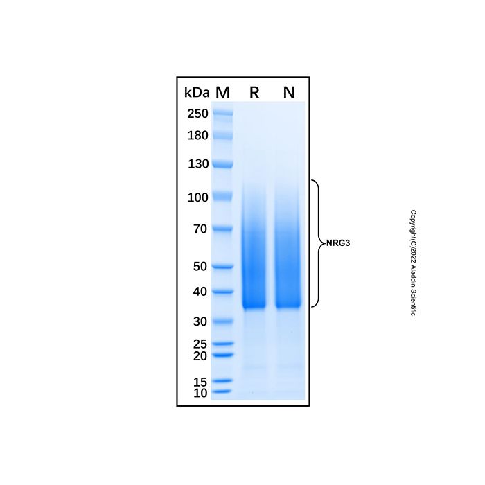 Recombinant Human NRG3 Protein -    by Aladdin Scientific