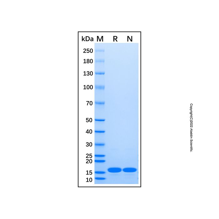 Recombinant Human IL-21 Protein -    by Aladdin Scientific