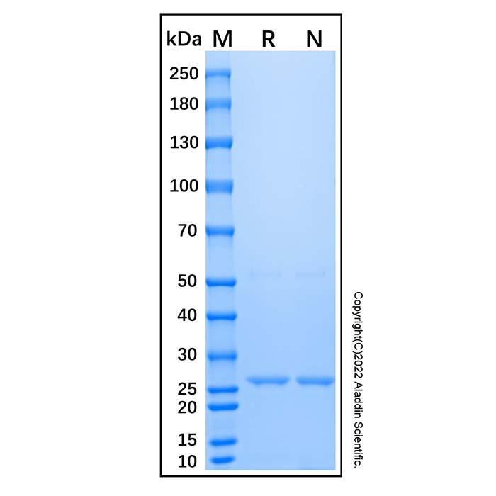 Recombinant Alkali-tolerant Protein A -   CAS No(91932-65-9) by Aladdin Scientific