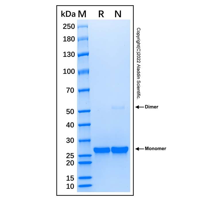 Recombinant Human Bcl-XL Protein -    by Aladdin Scientific