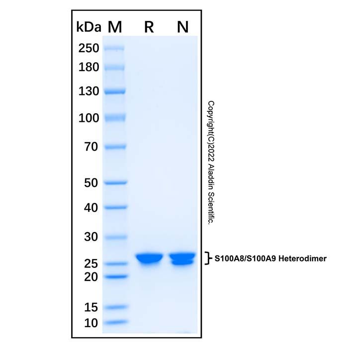 Recombinant Human S100A8/S100A9 Heterodimer Protein -    by Aladdin Scientific