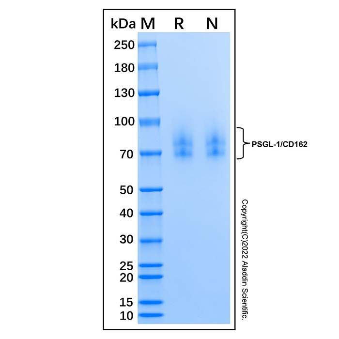 Recombinant Human PSGL-1/CD162 Protein -    by Aladdin Scientific
