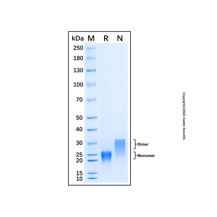 Recombinant Human XCL2 Protein -    by Aladdin Scientific