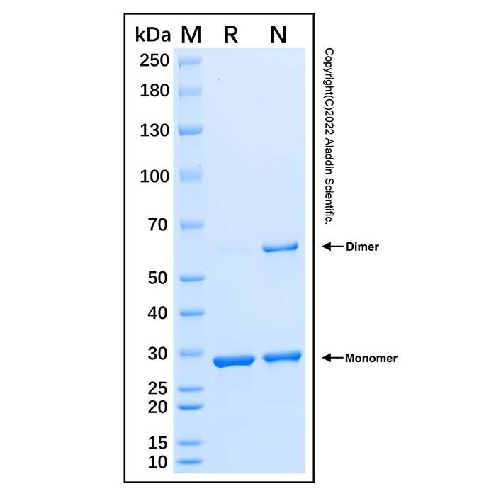Recombinant Human mTOR Protein -    by Aladdin Scientific