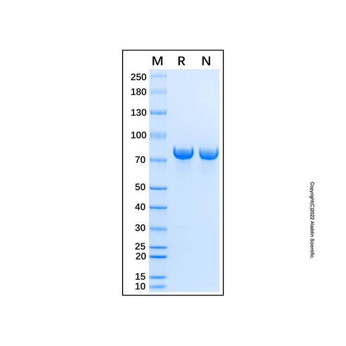 Recombinant Human STAT1 Protein -    by Aladdin Scientific