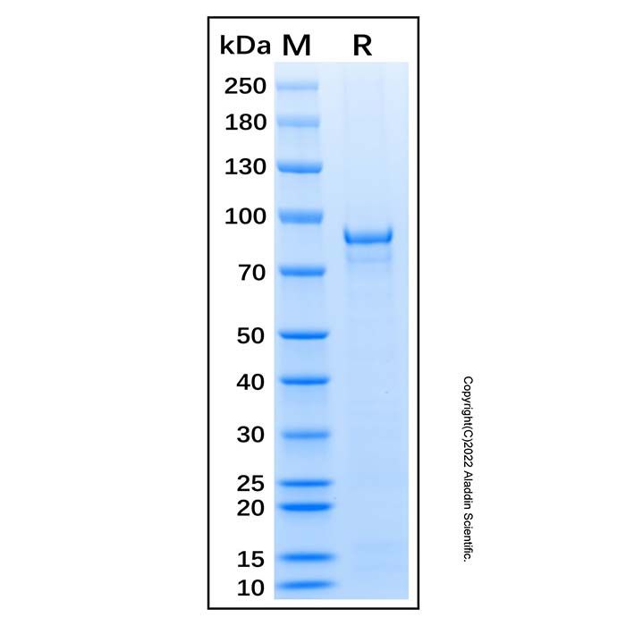 Recombinant Human Src Protein -    by Aladdin Scientific