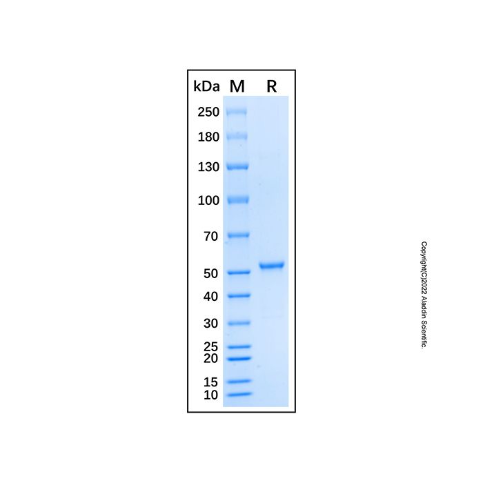 Recombinant Human APP/Protease Nexin II Protein  -    by Aladdin Scientific