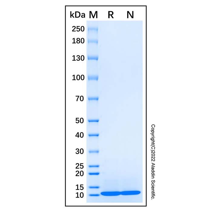 Recombinant Human NMDAR1 Protein -    by Aladdin Scientific