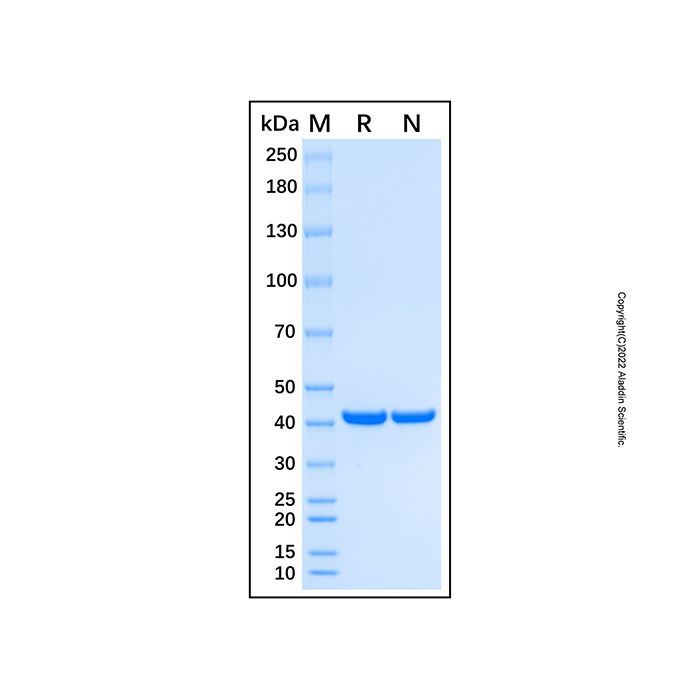 Recombinant Human TCF3/E2A Protein -    by Aladdin Scientific
