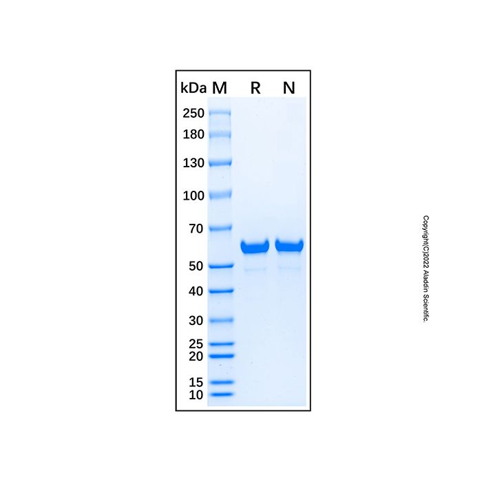 Recombinant Photinus pyralis Luciferase Protein -    by Aladdin Scientific