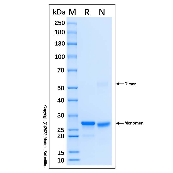 Recombinant Human IMP Dehydrogenase 2/IMPDH2 Protein -    by Aladdin Scientific